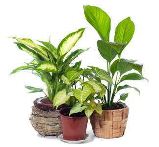 Sobne rastline, ki čistijo zrak